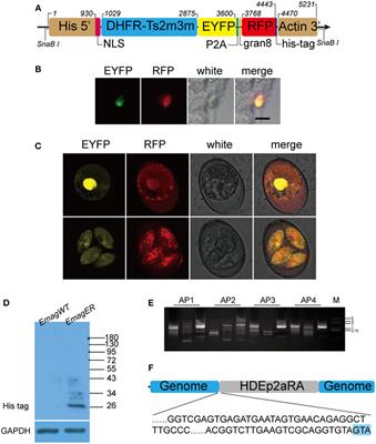 Transgenic Eimeria magna Pérard, 1925 Displays Similar Parasitological Properties to the Wild-type Strain and Induces an Exogenous Protein-Specific Immune Response in Rabbits (Oryctolagus cuniculus L.)